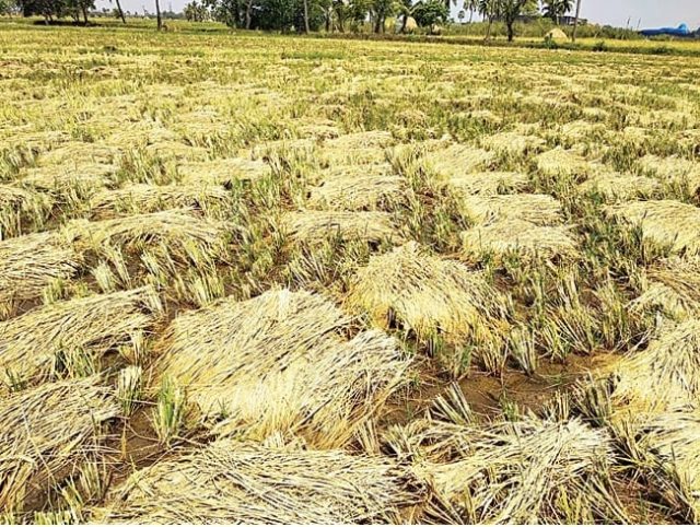 Effect of paddy crop due to rainfall